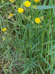 Ranunculus polyanthemos