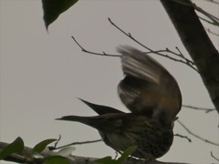 Turdus philomelos