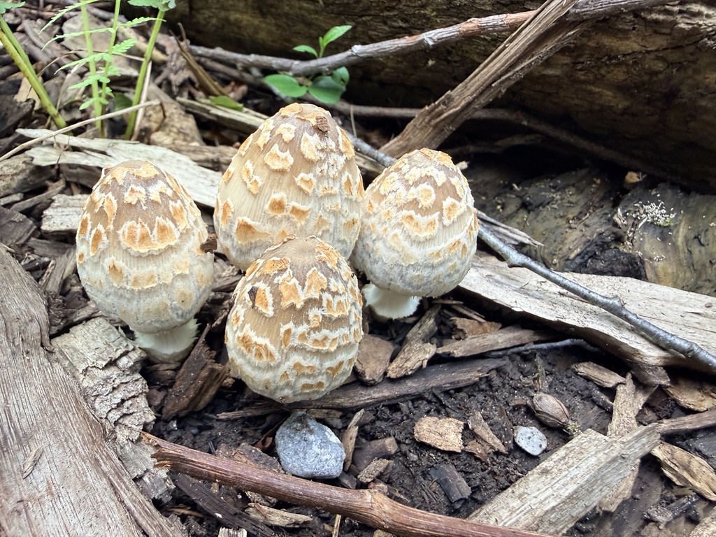 scaly ink cap · July 2026 · photo: Photo: no rights reserved · iNaturalist