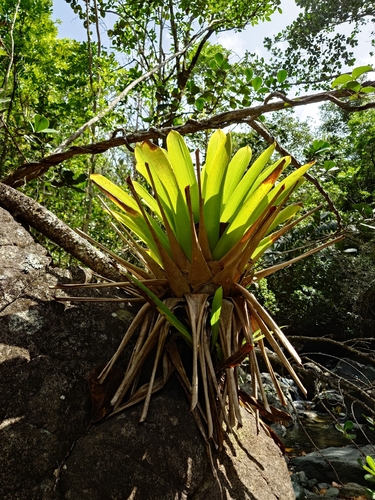 Vriesea macrostachya