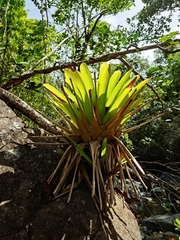 Vriesea macrostachya, photograph (c) Giovanny Vargas, some rights reserved (CC BY)