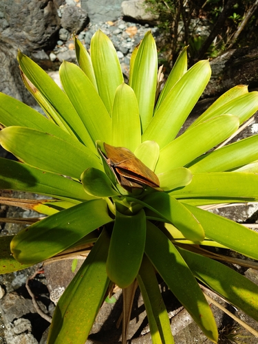 Vriesea macrostachya, photograph 2