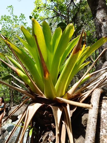 Vriesea macrostachya, photograph 3