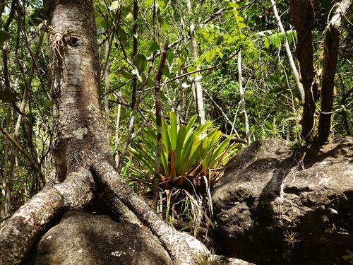 Vriesea macrostachya, photograph 4