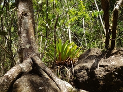 Vriesea macrostachya, photograph (c) Giovanny Vargas, some rights reserved (CC BY)