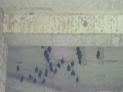 Hipposideros armiger terasensis