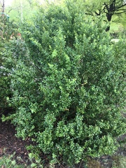 Buxus sempervirens