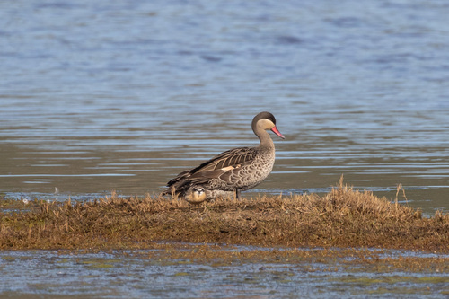 iNaturalist: (c) ianrijsdijk, some rights reserved (CC BY-NC), uploaded by ianrijsdijk iNaturalist image