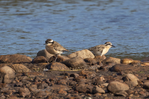 iNaturalist: (c) ianrijsdijk, some rights reserved (CC BY-NC), uploaded by ianrijsdijk iNaturalist image