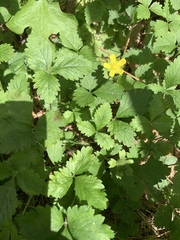 Waldsteinia fragarioides