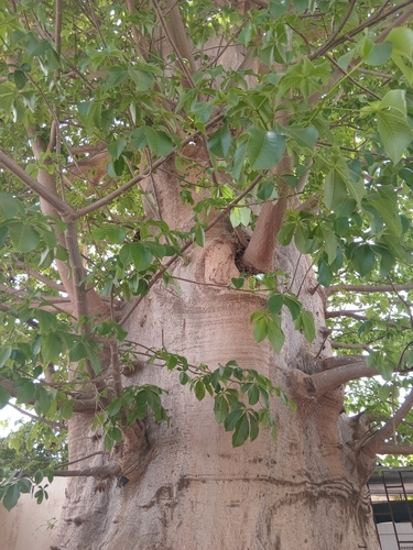 African baobab