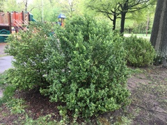 Buxus sempervirens