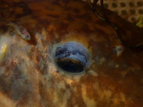 Noordelijke varkenszuiger (Hypentelium nigricans) — Catostomidae — 4