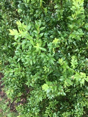 Buxus sempervirens