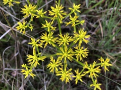 Polygala ramosa