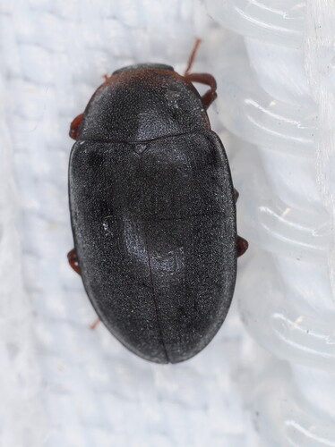 Hyporhagus