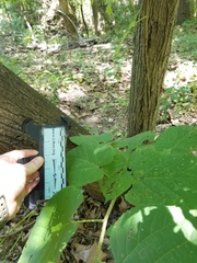 Tilia americana caroliniana