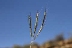 Dichanthium annulatum papillosum