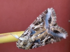 Spodoptera littoralis