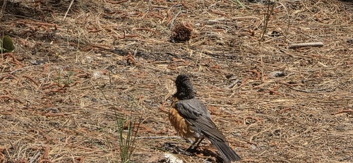 iNaturalist observation photo of American Robin