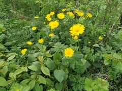 Doronicum