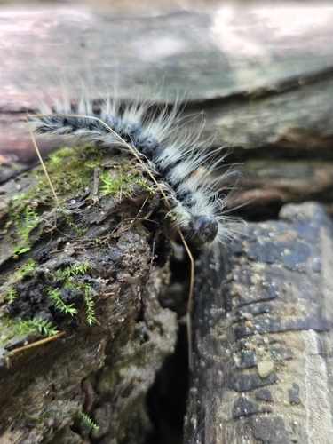 Walnut Caterpillar Moth