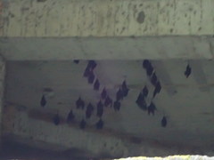 Hipposideros armiger terasensis