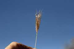 Dichanthium annulatum papillosum