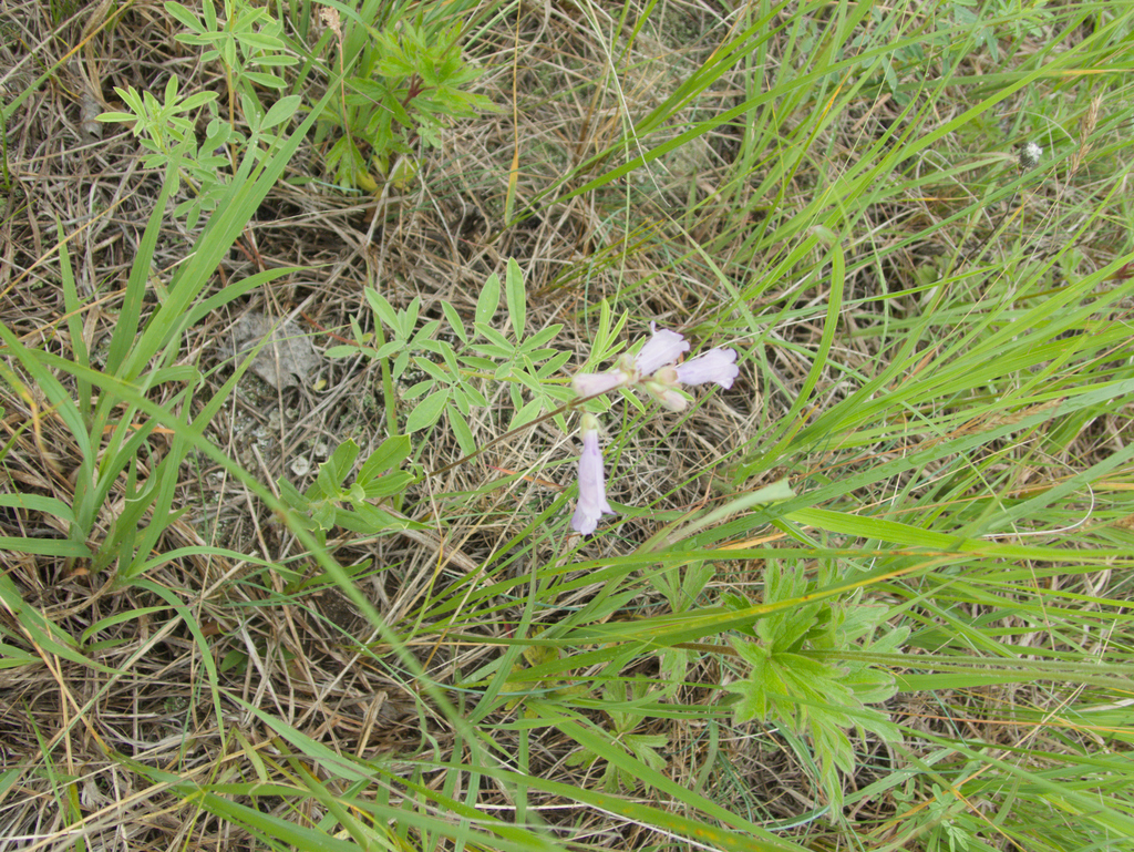 Penstemon gracilis; photograph (c) Mary Krieger, some rights reserved (CC BY)