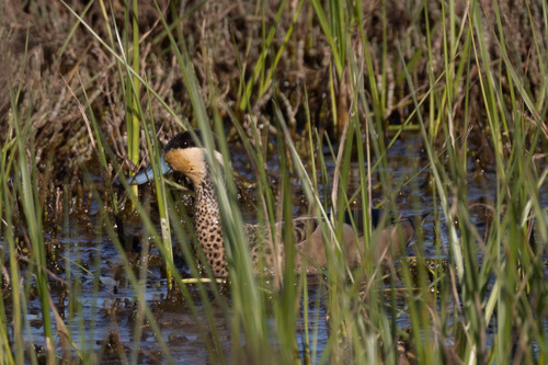 iNaturalist image