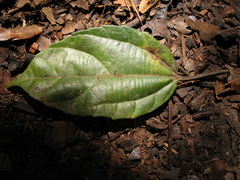 Alchornea