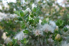Baccharis macraei