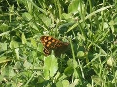 Pararge aegeria