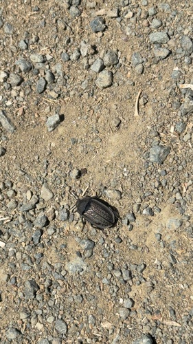 iNaturalist observation photo of Garden Carrion Beetle