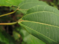 Alchornea