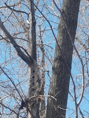 Sitta carolinensis