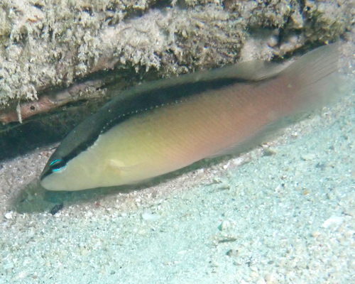 Pseudochromis perspicillatus observed 2026-06-17