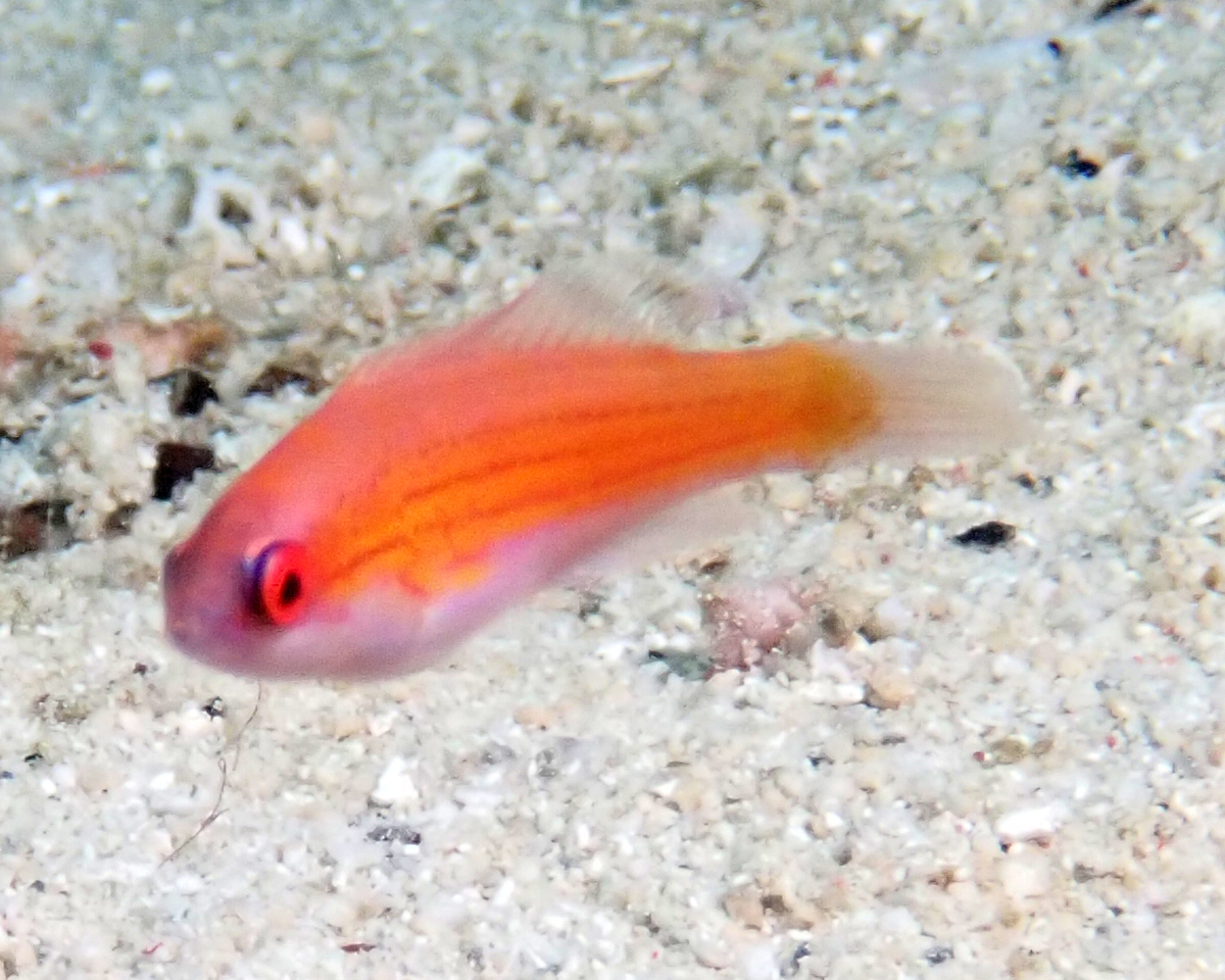 藍閃光龍 (青藍八線龍) Paracheilinus cyaneus