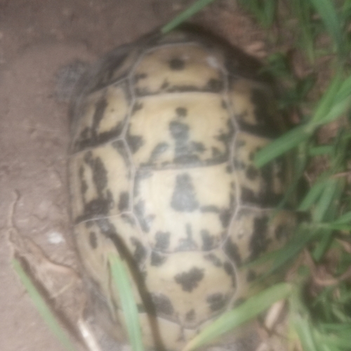 Greek Tortoise
