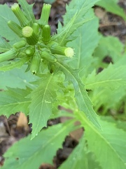 Erechtites hieraciifolius image