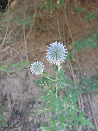 Glandular Globe-thistle