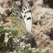 Phulia autodice blanchardii - Photo 由 orlandomontes 所上傳的 (c) orlandomontes，保留部份權利CC BY-NC