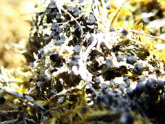 Bacidia bagliettoana