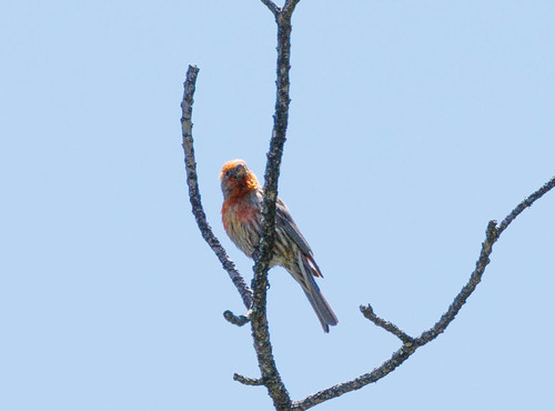 Haemorhous mexicanus observed 2026-04-23