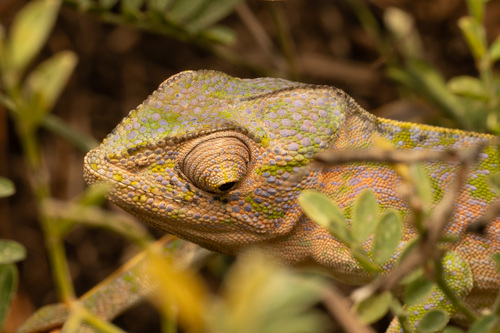 Green chameleon, Furcifer viridis