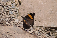 Diaethria pandama