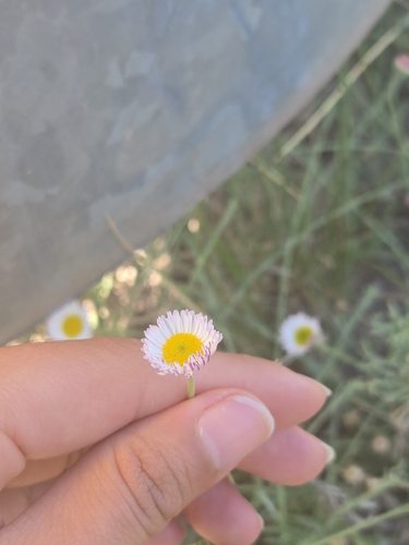 running fleabane