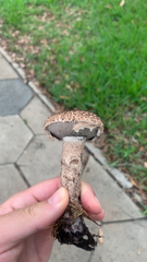 Strobilomyces strobilaceus image