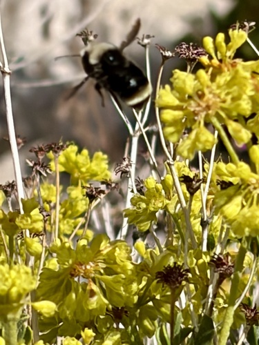 iNaturalist observation photo of Yellow-faced Bumble Bee