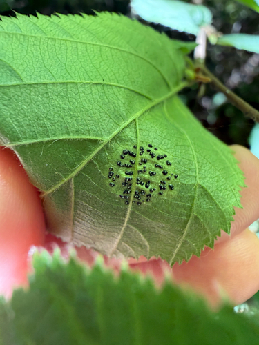 Mamianiella coryli, 2026-07-06